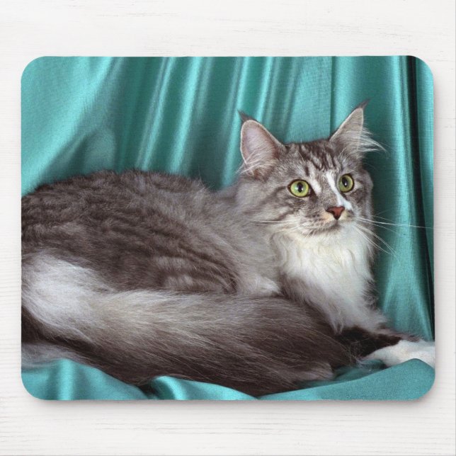 Maine Coon, silvertabby Musmatta (Framsidan)