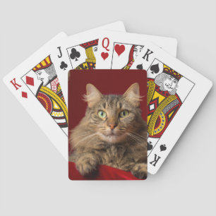 Maine Coon till jul med samlare Casinokort