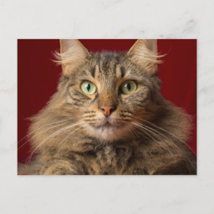 Maine Coon till jul med samlare Helg Vykort