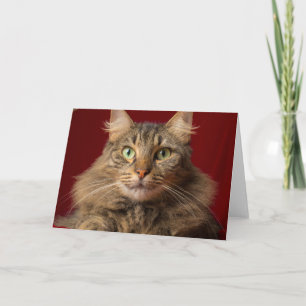 Maine Coon till jul med samlare Helgkort