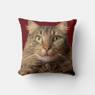 Maine Coon till jul med samlare Kudde