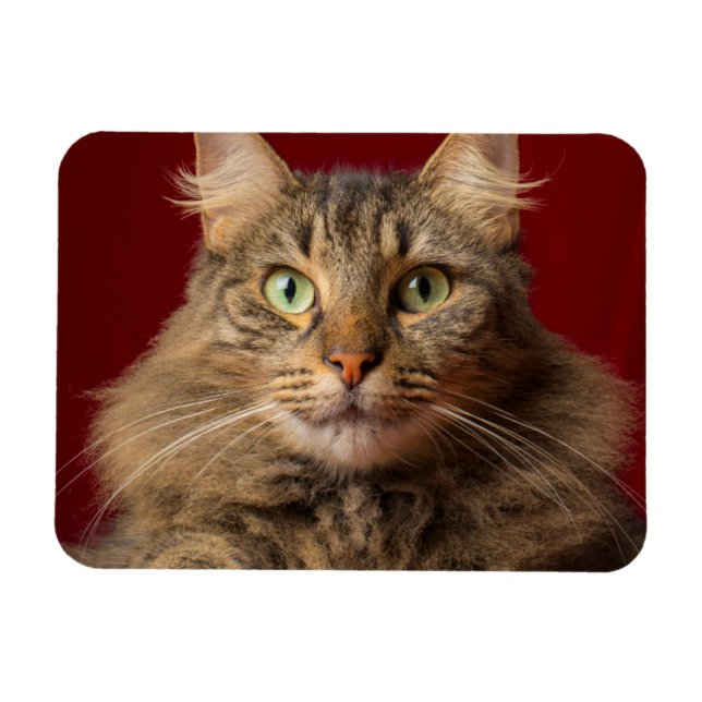 Maine Coon till jul med samlare Magnet (Horisontell)