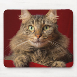 Maine Coon till jul med samlare Musmatta