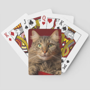 Maine Coon till jul med samlare Spelkort