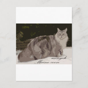 maine coon vykort