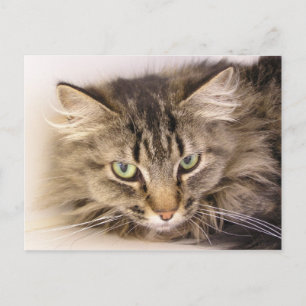 Maine Coon Vykort