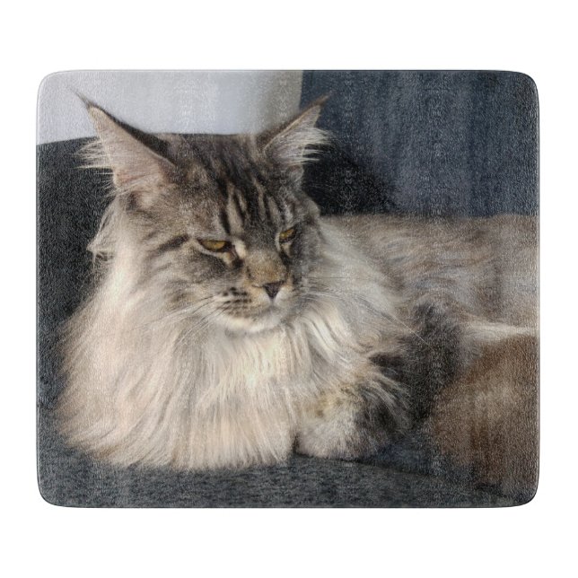 Maine Coonkatt (Framsidan)