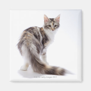 Maine Coonkatt Magnet