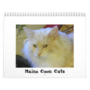 Maine Coonkatter Kalender
