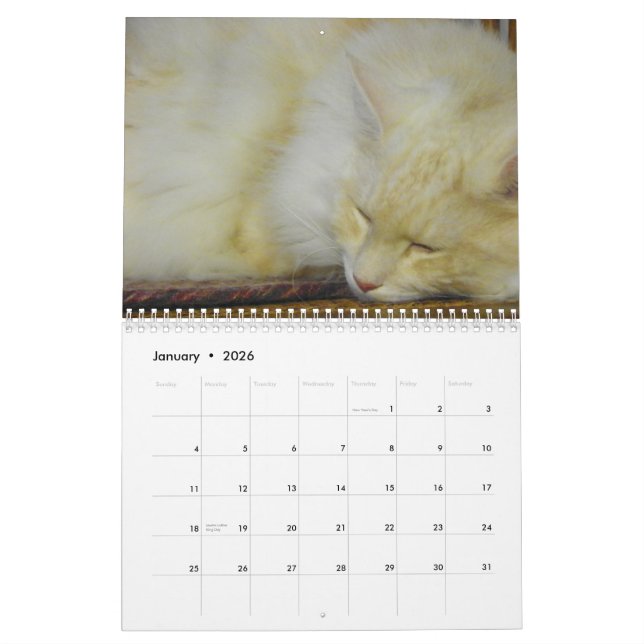 Maine Coonkatter Kalender (Jan 2026)