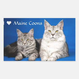 Maine Coons Cats Rektangulärt Klistermärke