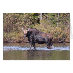 Maine Cow Moose Hälsningskort