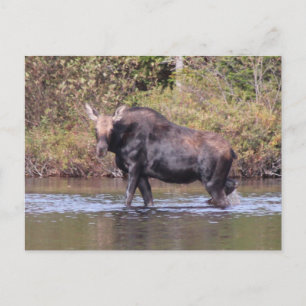 Maine Cow Moose Vykort