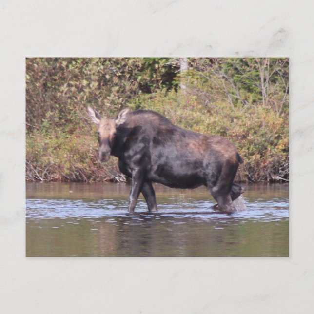 Maine Cow Moose Vykort (Framsida)