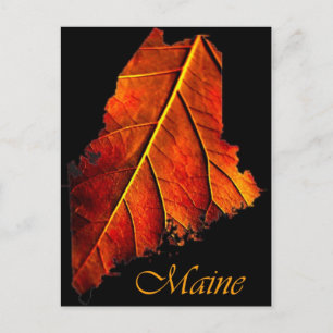 Maine Fall Photo Foliage Höstblomma Vykort