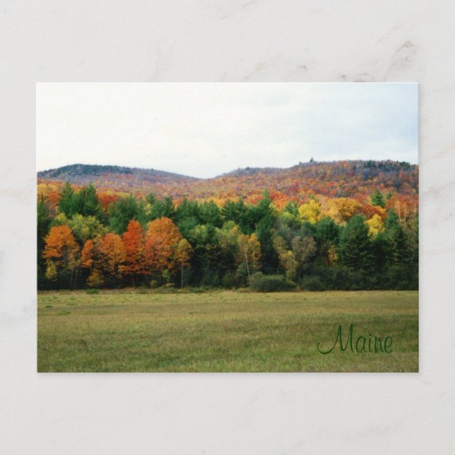 Maine Foliage Vykort (Framsida)
