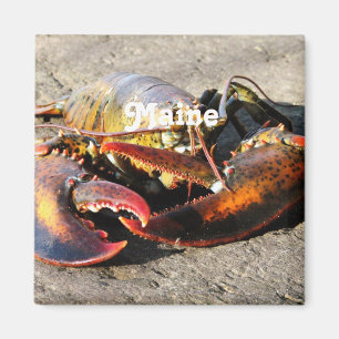 Maine hummer magnet