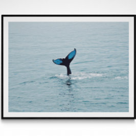 Maine Humpback Whale Svan Poster
