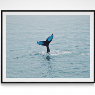 Maine Humpback Whale Svan Poster