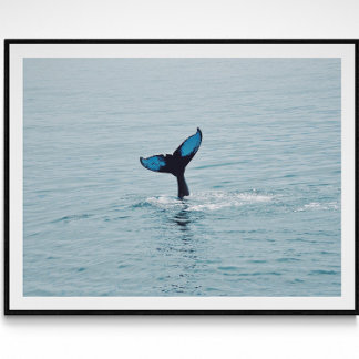 Maine Humpback Whale Svan Poster
