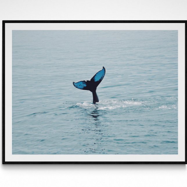 Maine Humpback Whale Svan Poster (Skapare uppladdad)