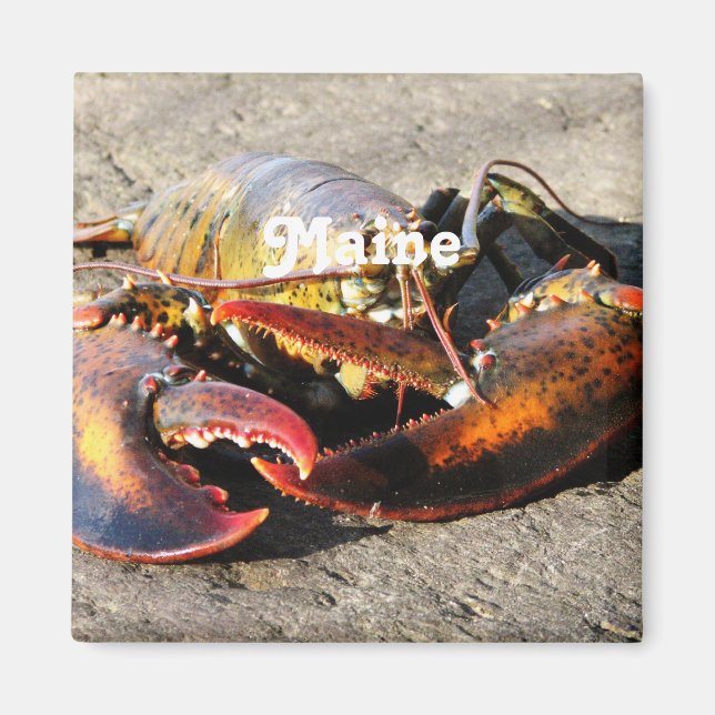 Maine Lobster Magnet (Framsidan)