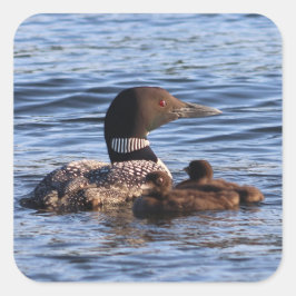 Maine Loon Stickers Fyrkantigt Klistermärke