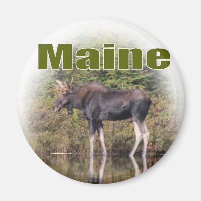 Maine Moose Magnet (Framsidan)