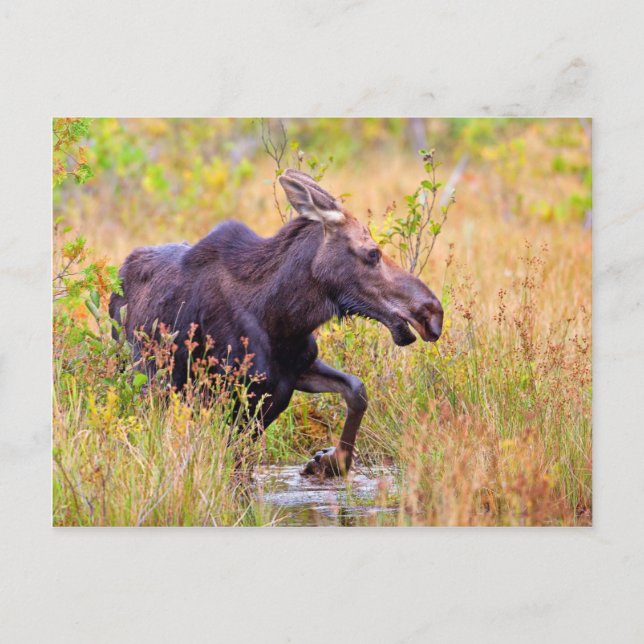 Maine Moose Vykort (Framsida)
