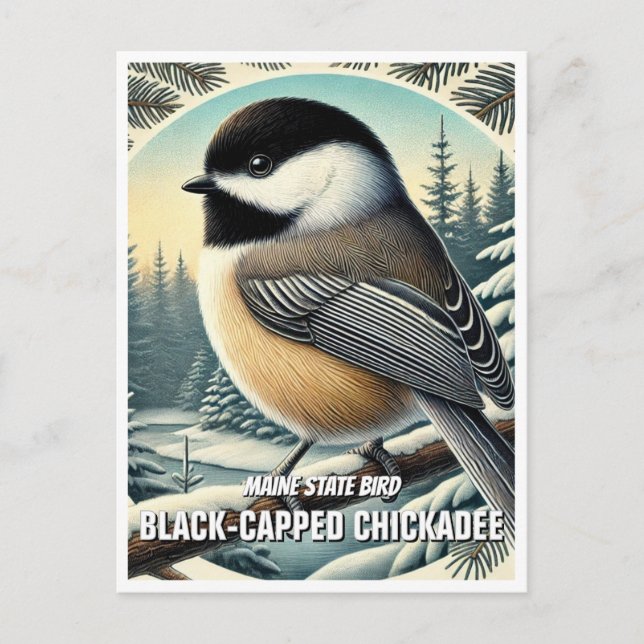 Maine State Bird Black-Caps Chickadee Vykort (Framsida)