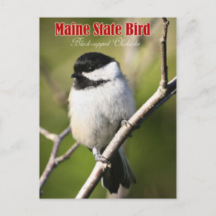 Maine State Bird - Black-ccap Chickadee Vykort
