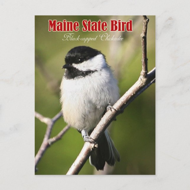 Maine State Bird - Black-ccap Chickadee Vykort (Framsida)
