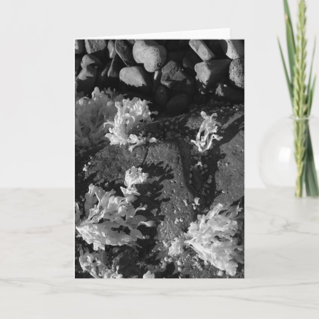 Maine tidal bassäng kort (Framsida)