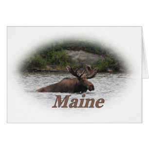 Maine tjurälg hälsningskort
