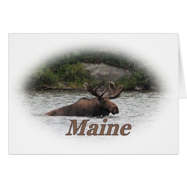 Maine tjurälg hälsningskort (Framsidan Horizontal)