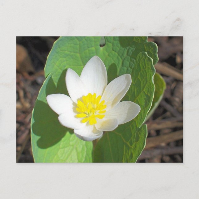 Maine Vår Vykort (Framsida)