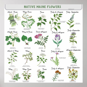 Maine Wildblomme Blommar Month Latin Namn Poster