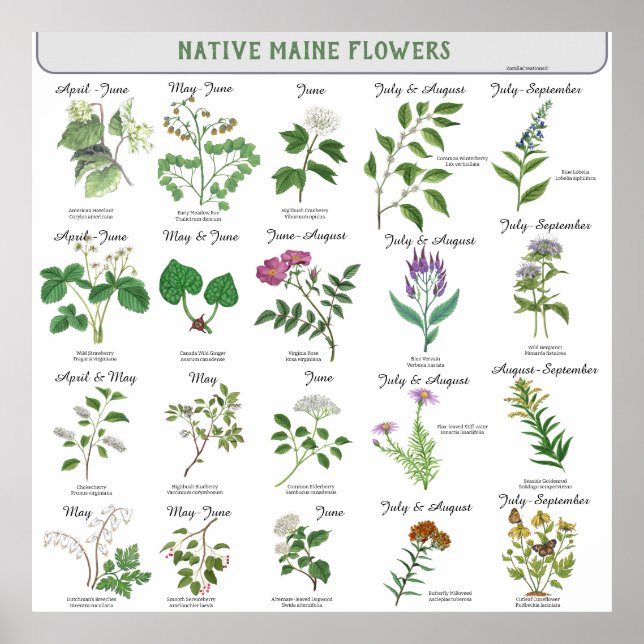 Maine Wildblomme Blommar Month Latin Namn Poster (Framsidan)