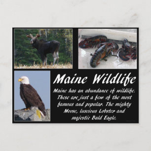 Maine Wildlife Vykort