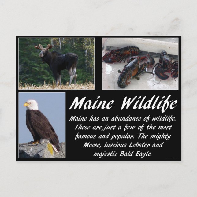 Maine Wildlife Vykort (Framsida)