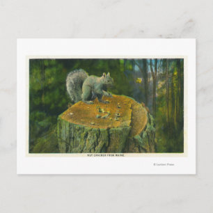 MaineA Little Nutcracker Squirrel från Maine Vykort