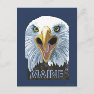 MaineEagle Up Close Vykort