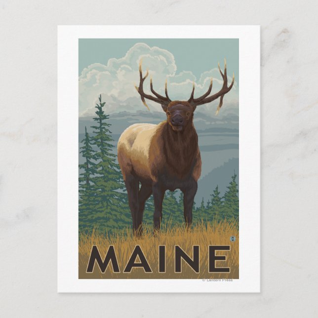 MaineElk Scene Vykort (Framsida)