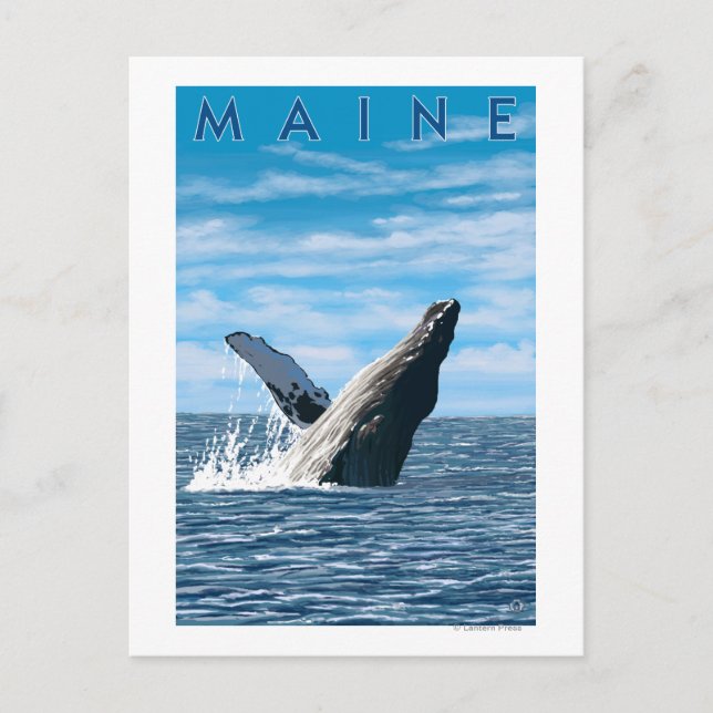 MaineHumpback Whale Scene Vykort (Framsida)