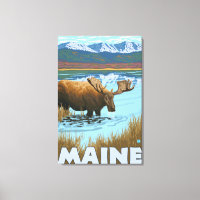 MaineMoose Drinking i Sjö
