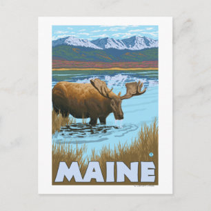 MaineMoose Drinking i Sjö Vykort