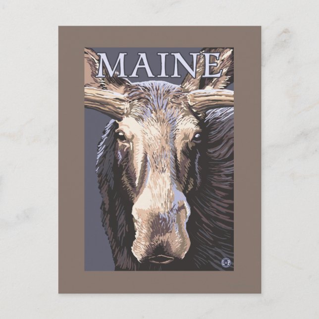 MaineMoose Up Close Vykort (Framsida)