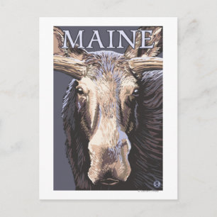MaineMoose Up Close Vykort