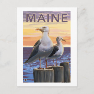 MaineSea Gulls Scene Vykort