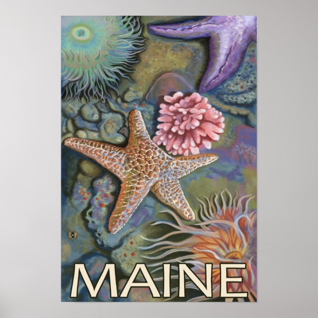 MaineTidepool Scene Poster (Framsidan)